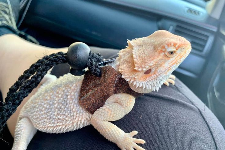 Traveling with Bearded Dragon